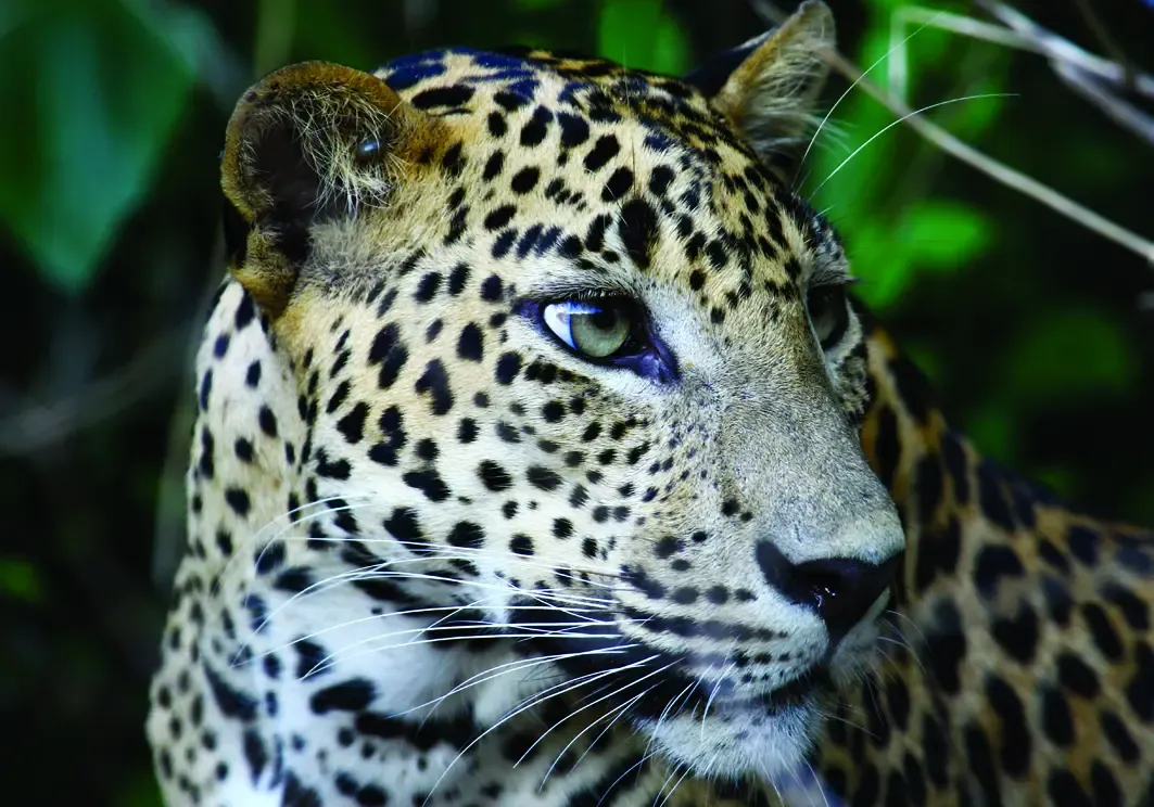 Sri Lankan leopard head close-up