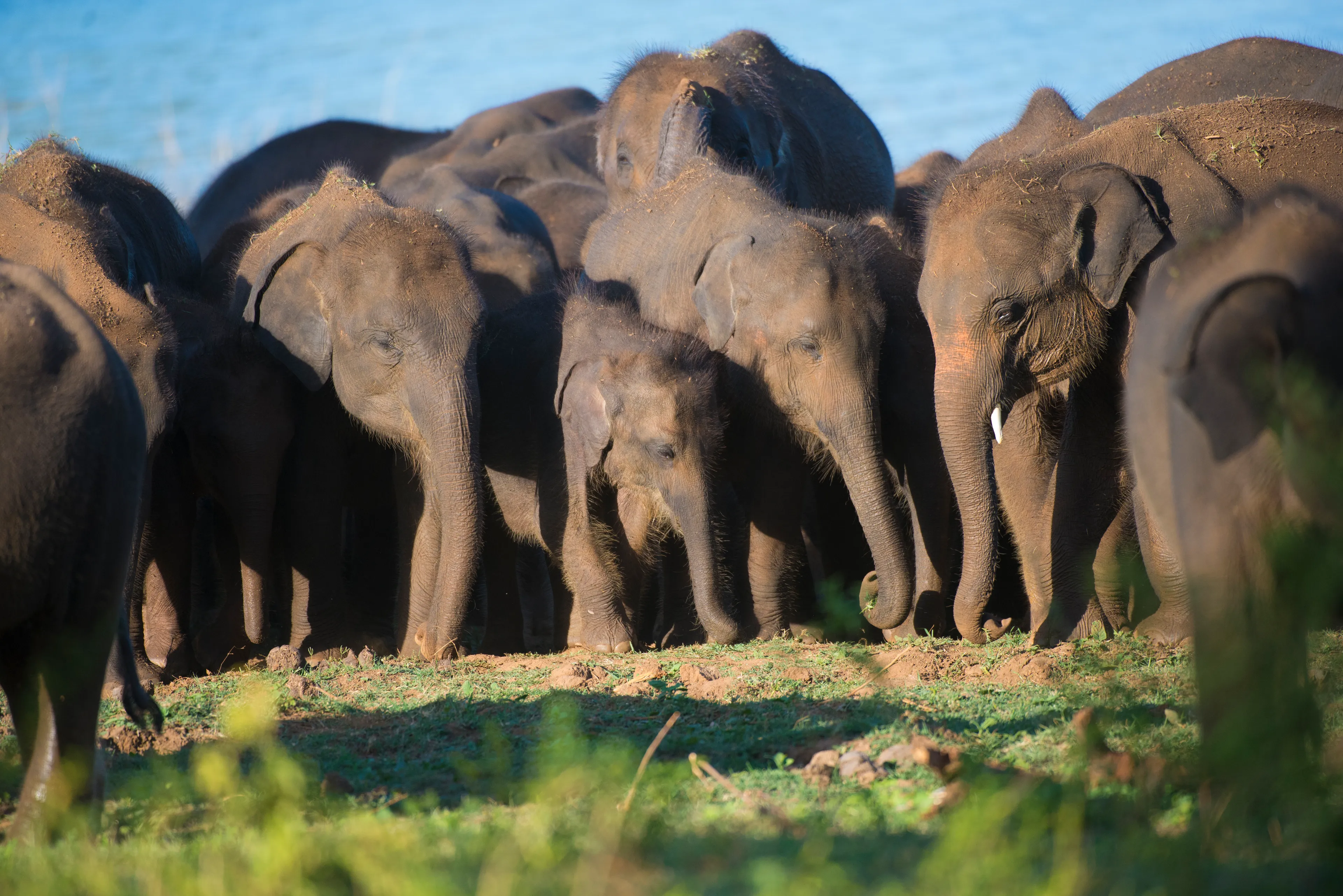 Group of elephants in Uda Walawe National Park