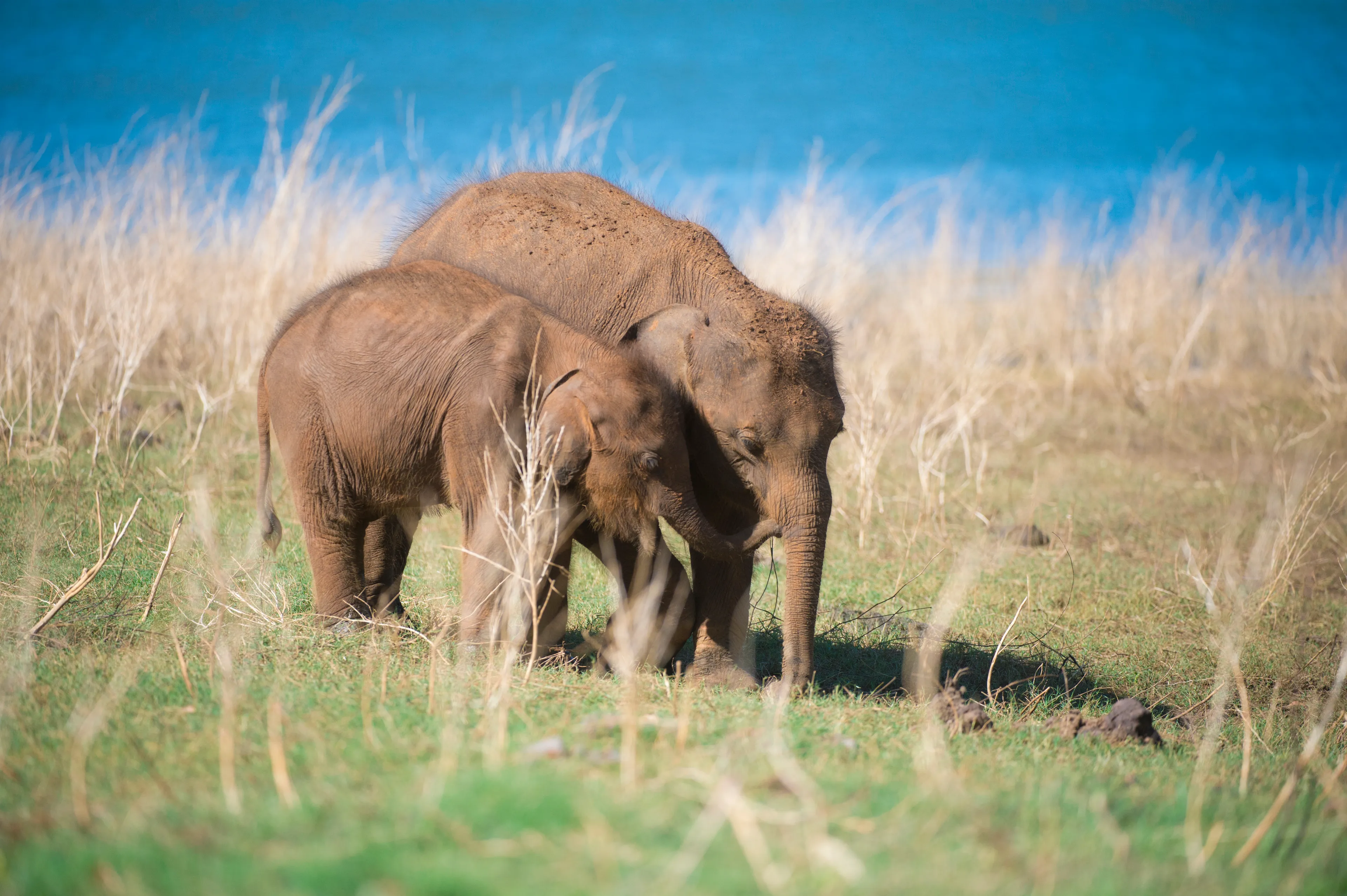 Mom and son elephant at Uda Walawe National Park