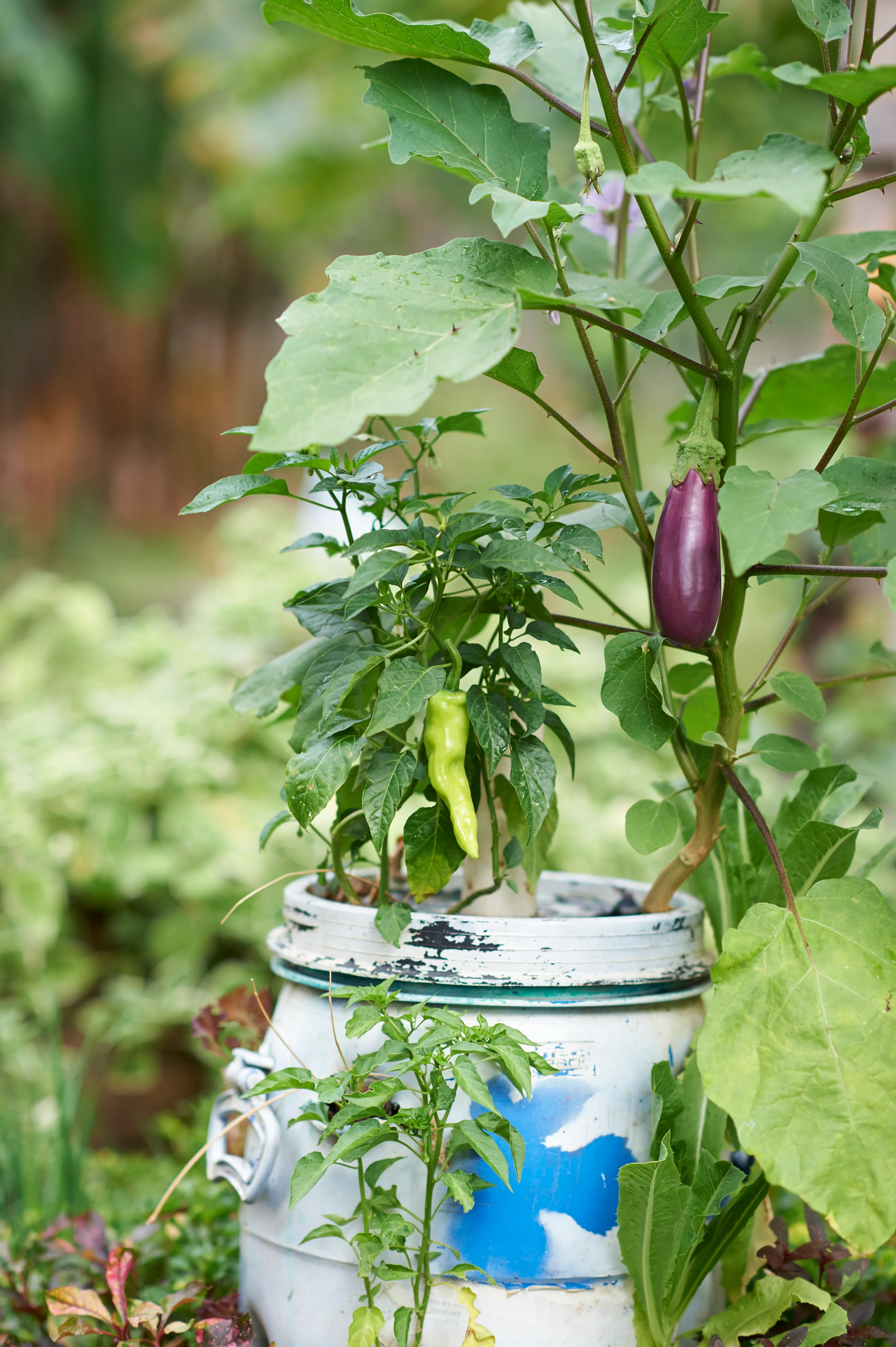 Aubergine and green pepper plant growing at Dilmah Conservation Centre