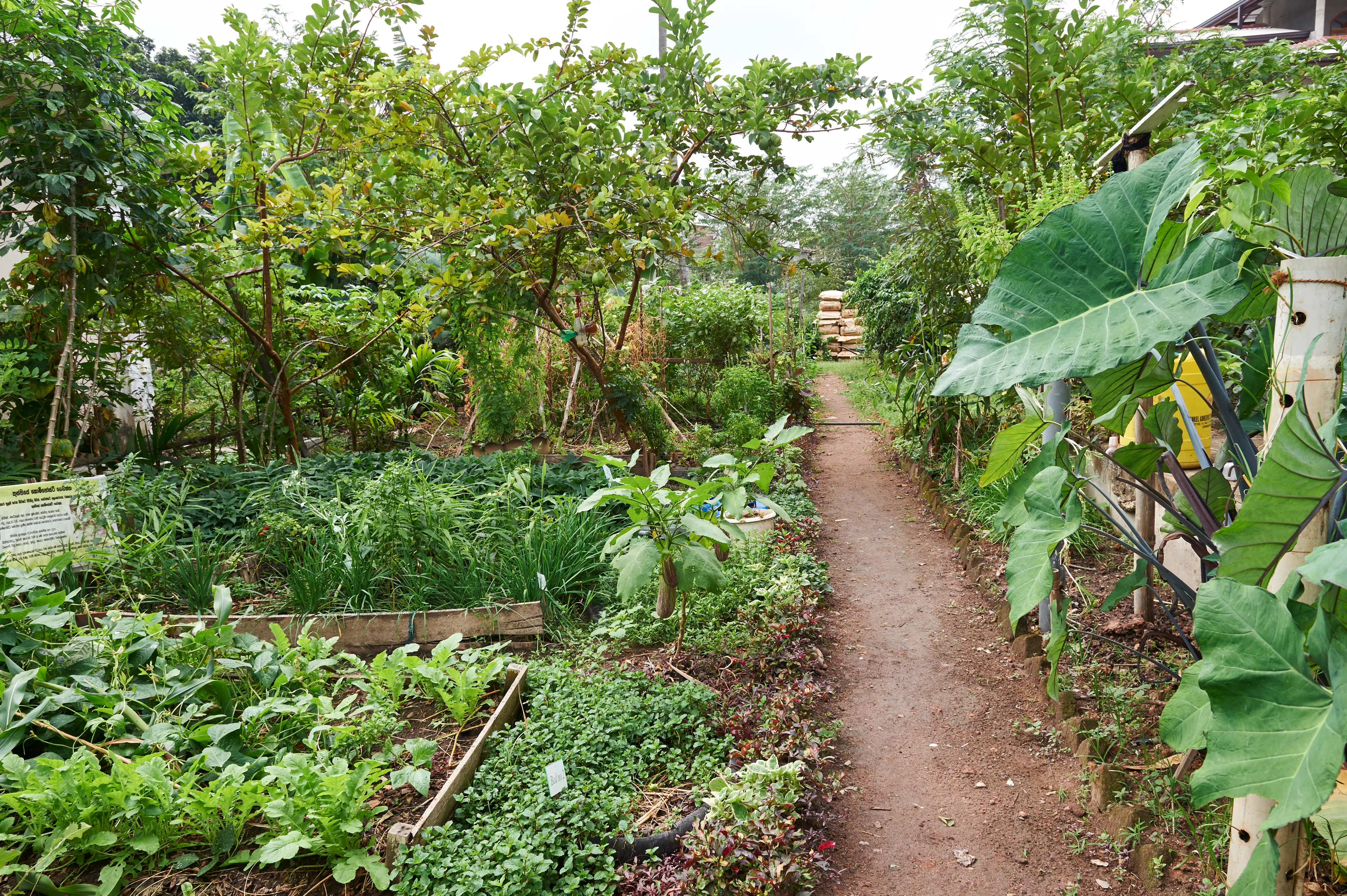 View of the orchard garden at Dilmah Conservation Centre