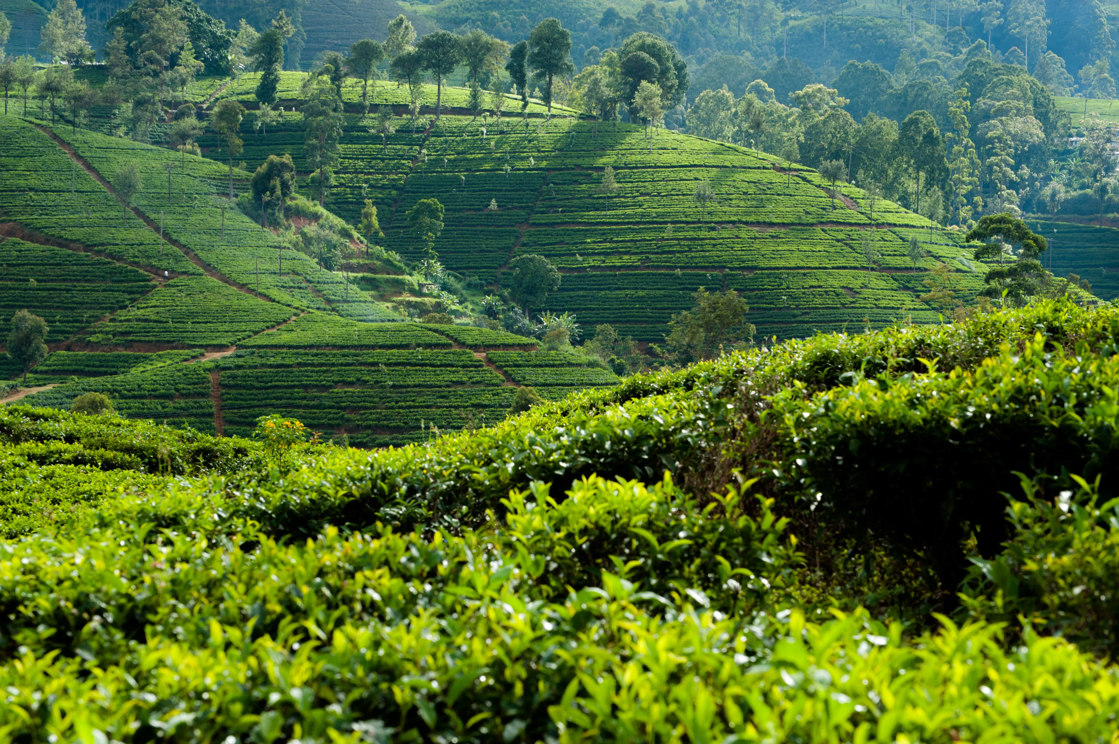 Hills with tea plants and local vegetation at Dilmah's Dessford Tea Estate