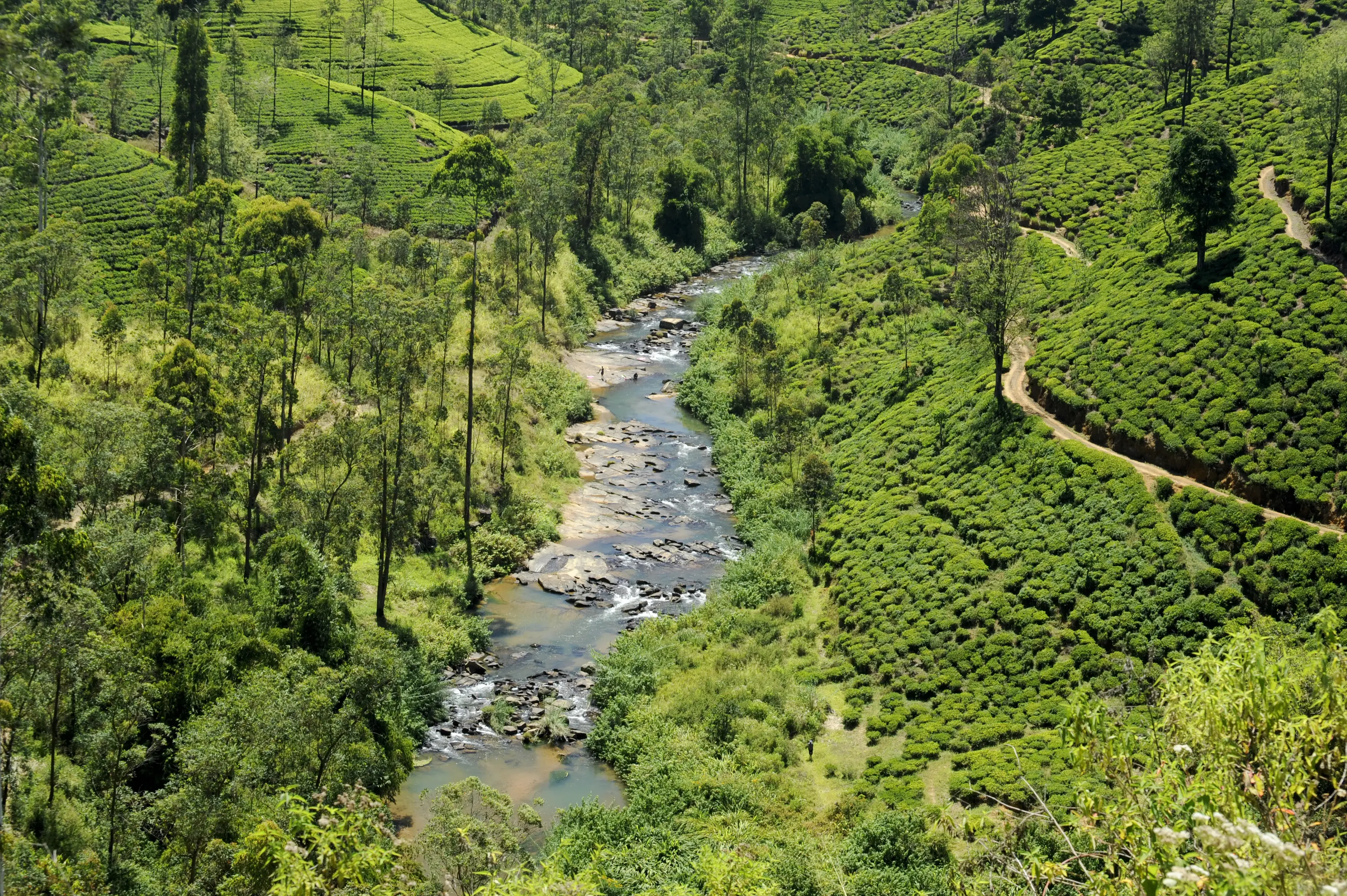 View of the hills and river at the Radella tea estate