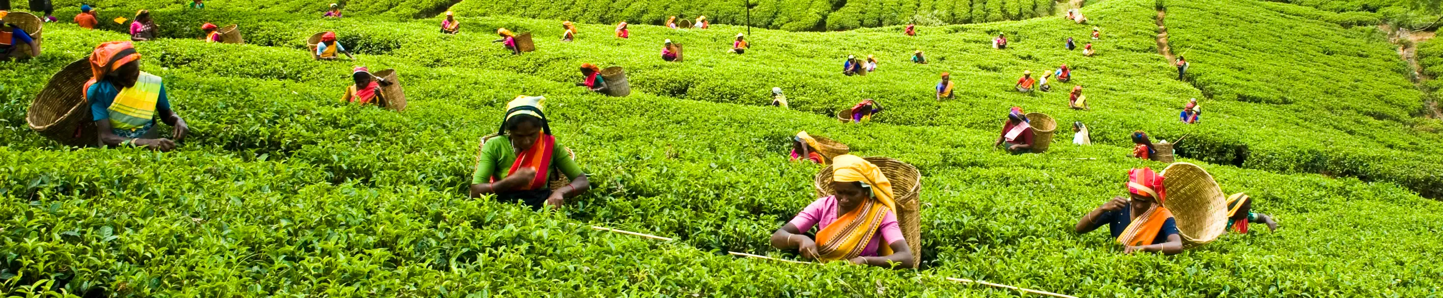 Tea pickers in the tea garden