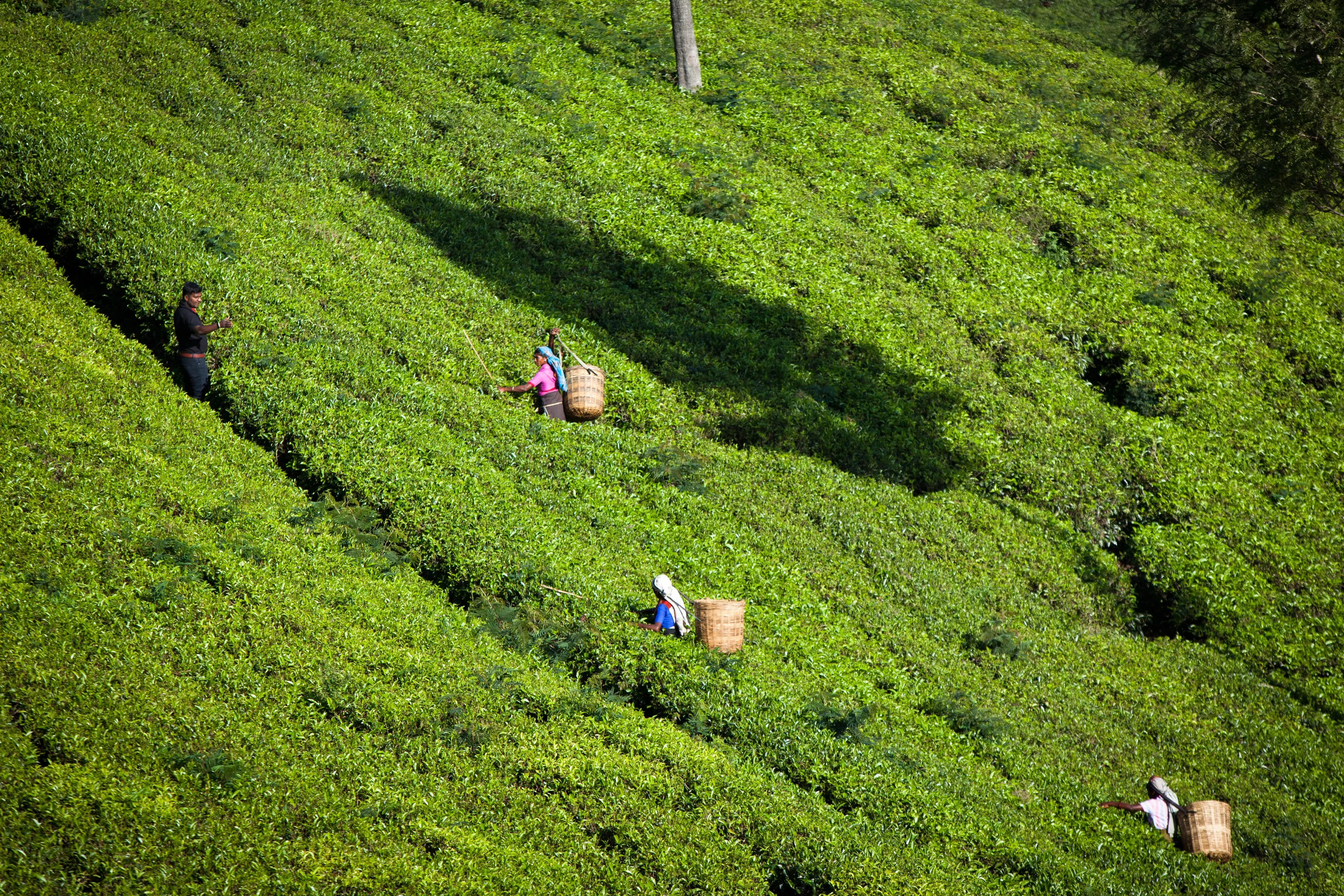 Tea pickers in the tea fields at the Dunkeld tea estate