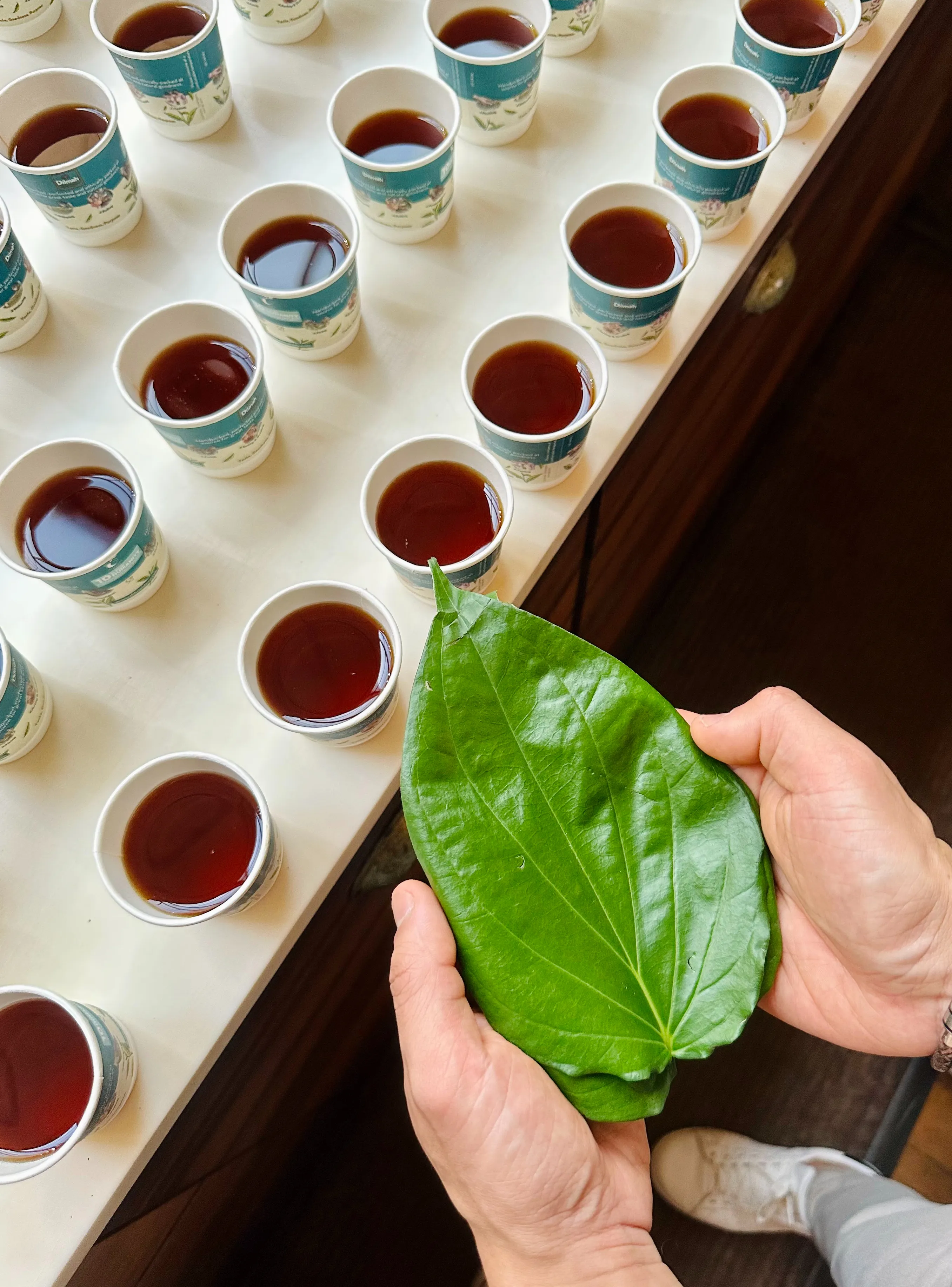 Tea cups neatly arranged, with hands holding a fresh leaf