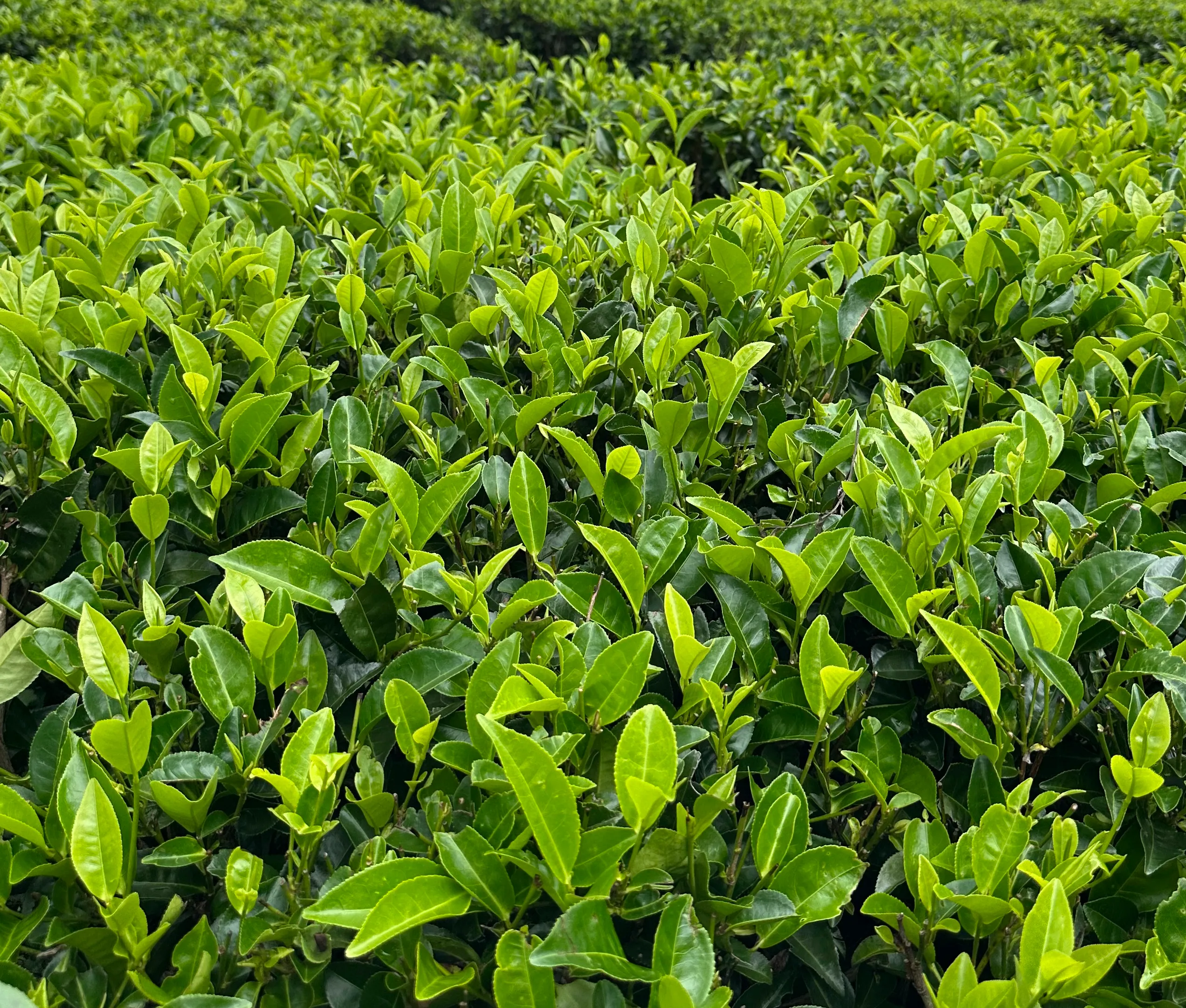 Close-up of tea plants in the tea field