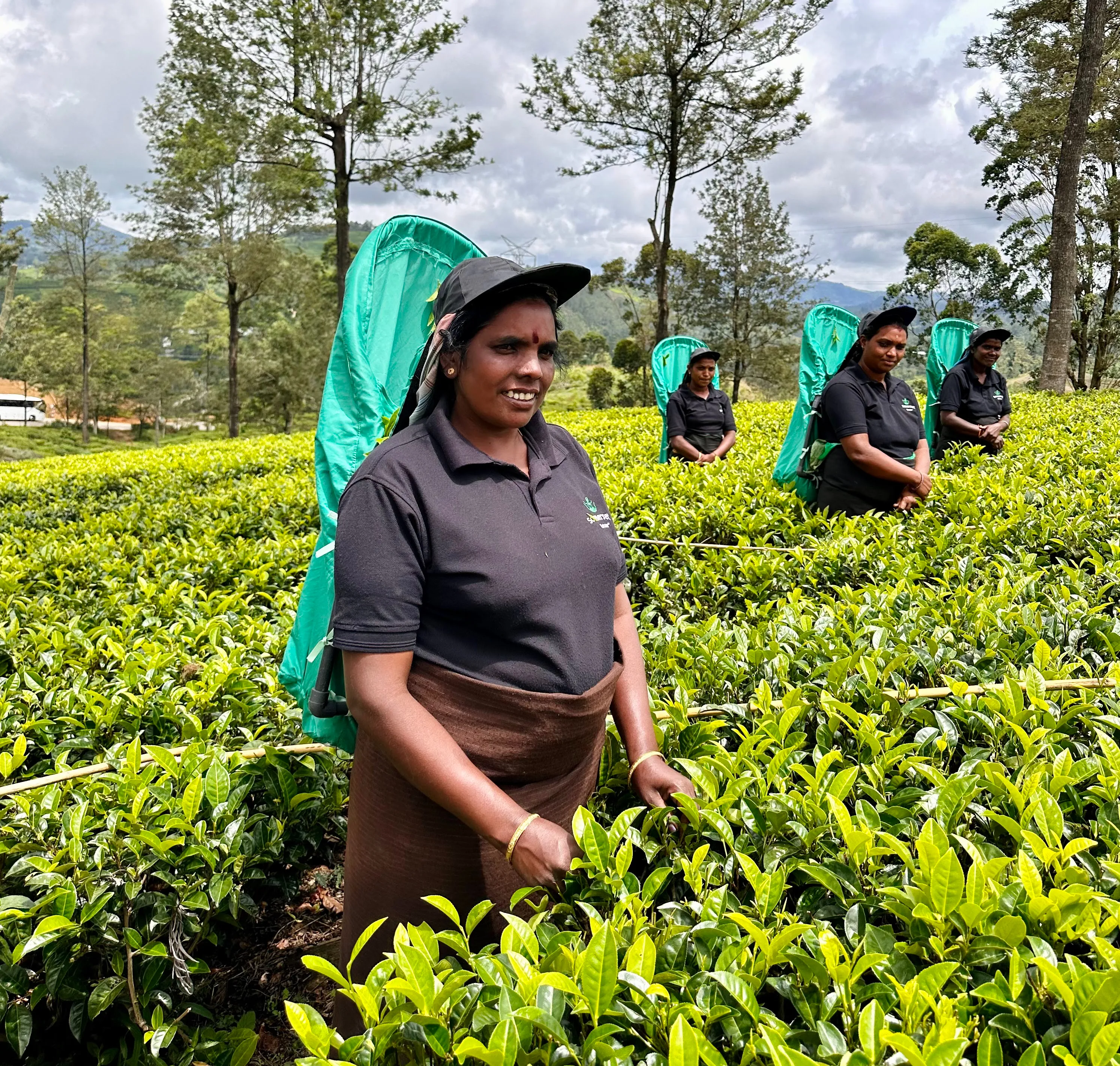 Tea pickers picking tea in tea field