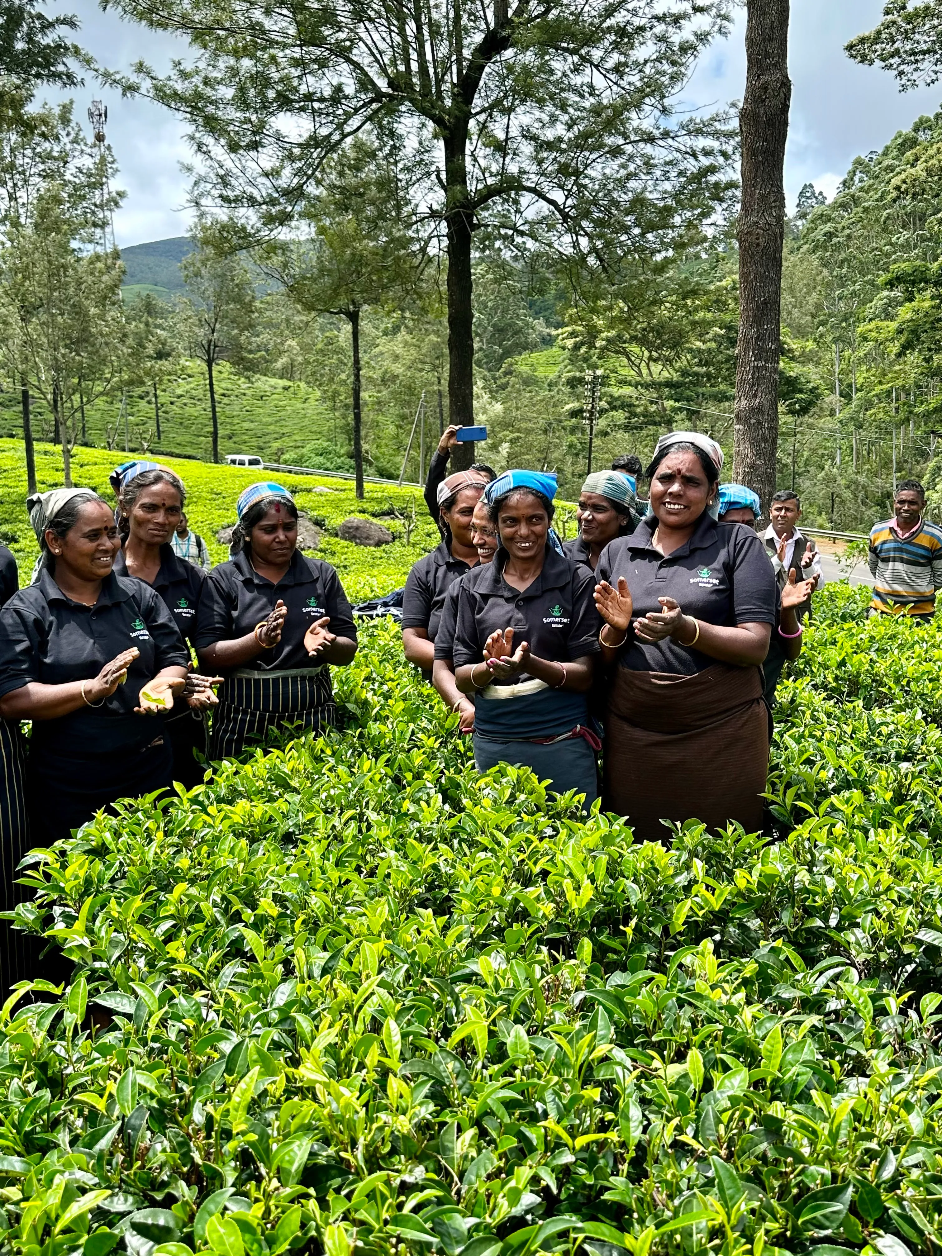 Tea pickers on a break, applauding in the tea field