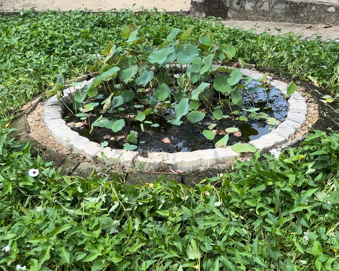 pond with water plant in it surrounded by other plants
