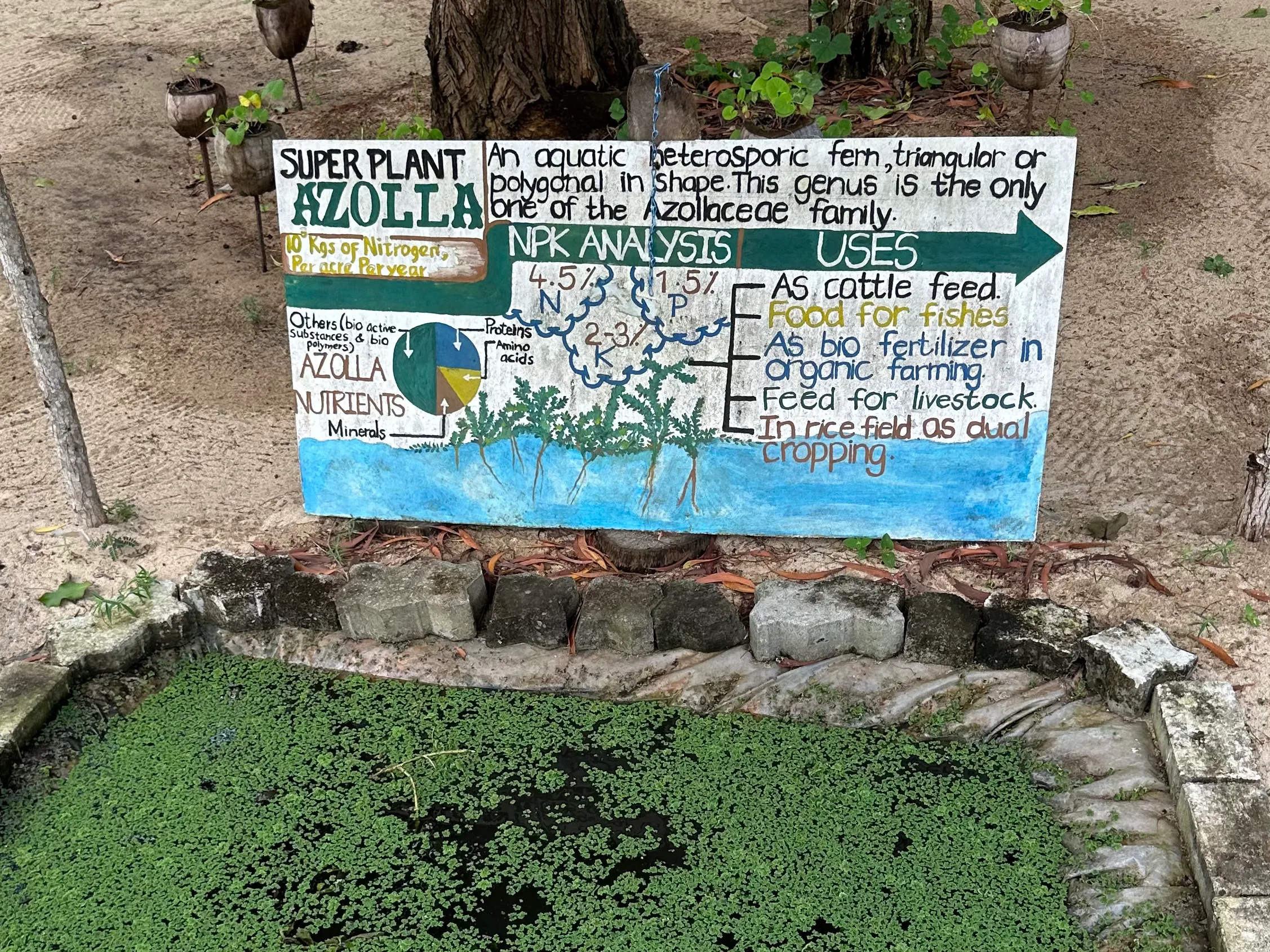 Teich mit Algenfarnen (Azolla) und Info-Tafel