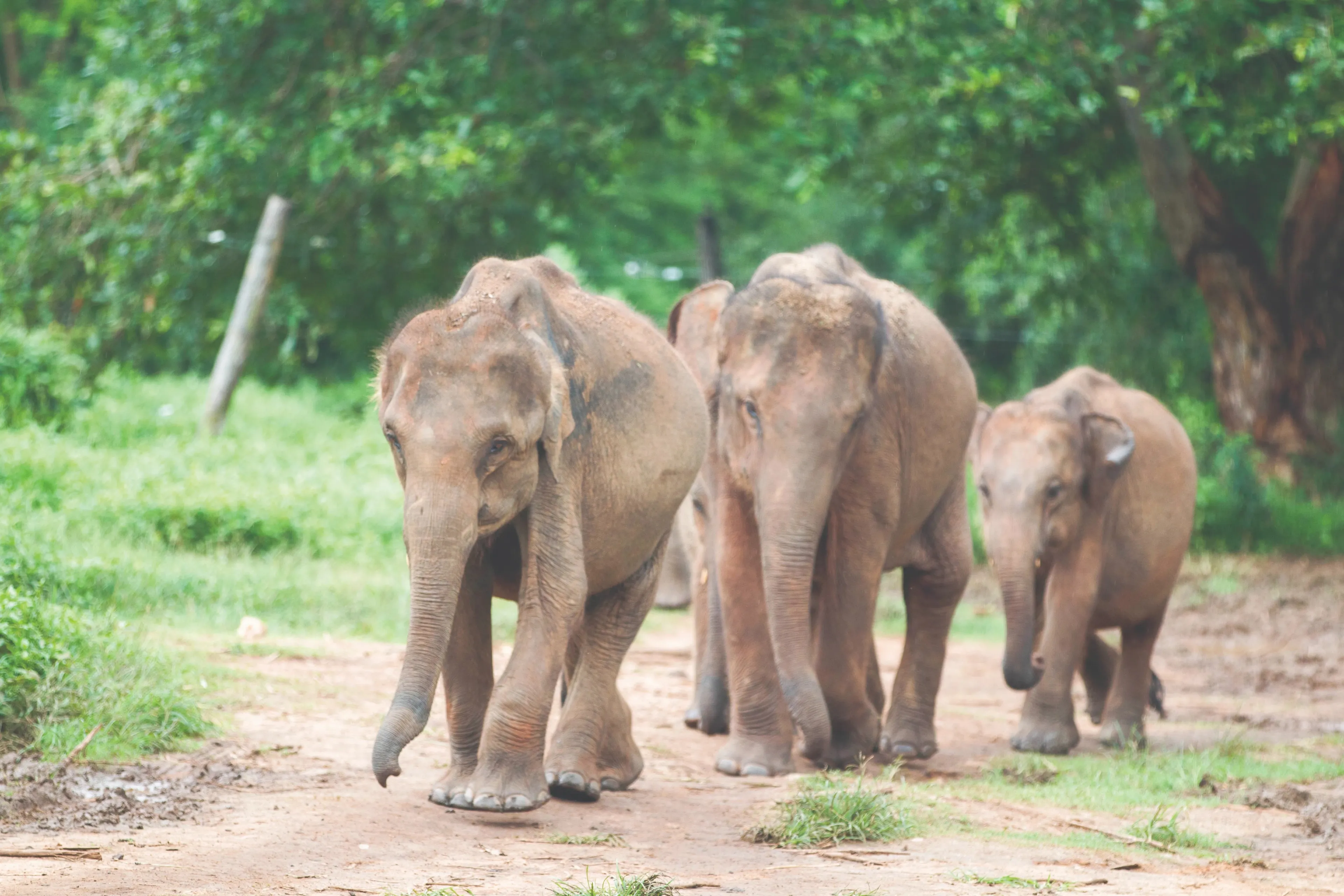 Three baby elephants walkiing in a line