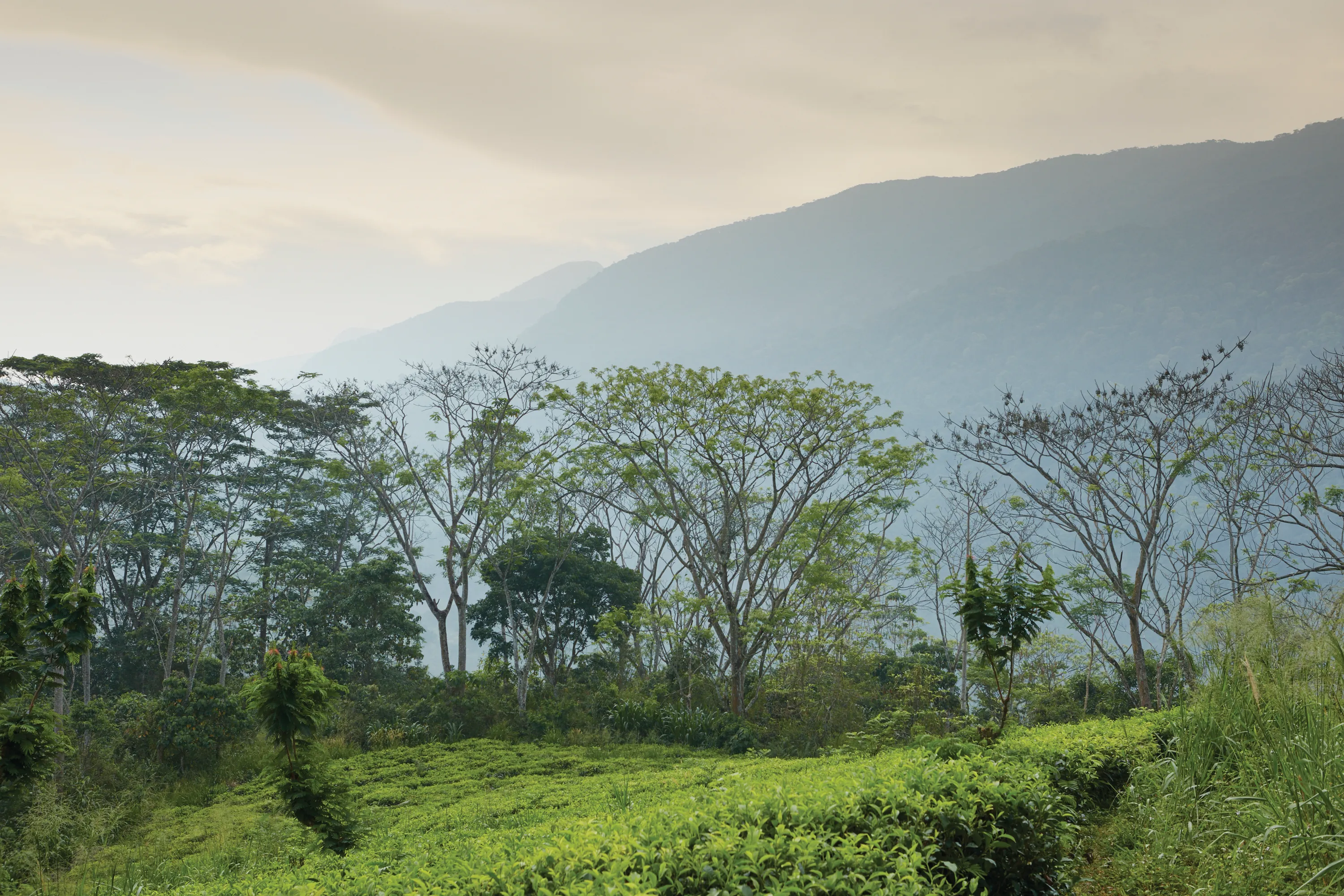 tea plantation and the landscape surrounding it