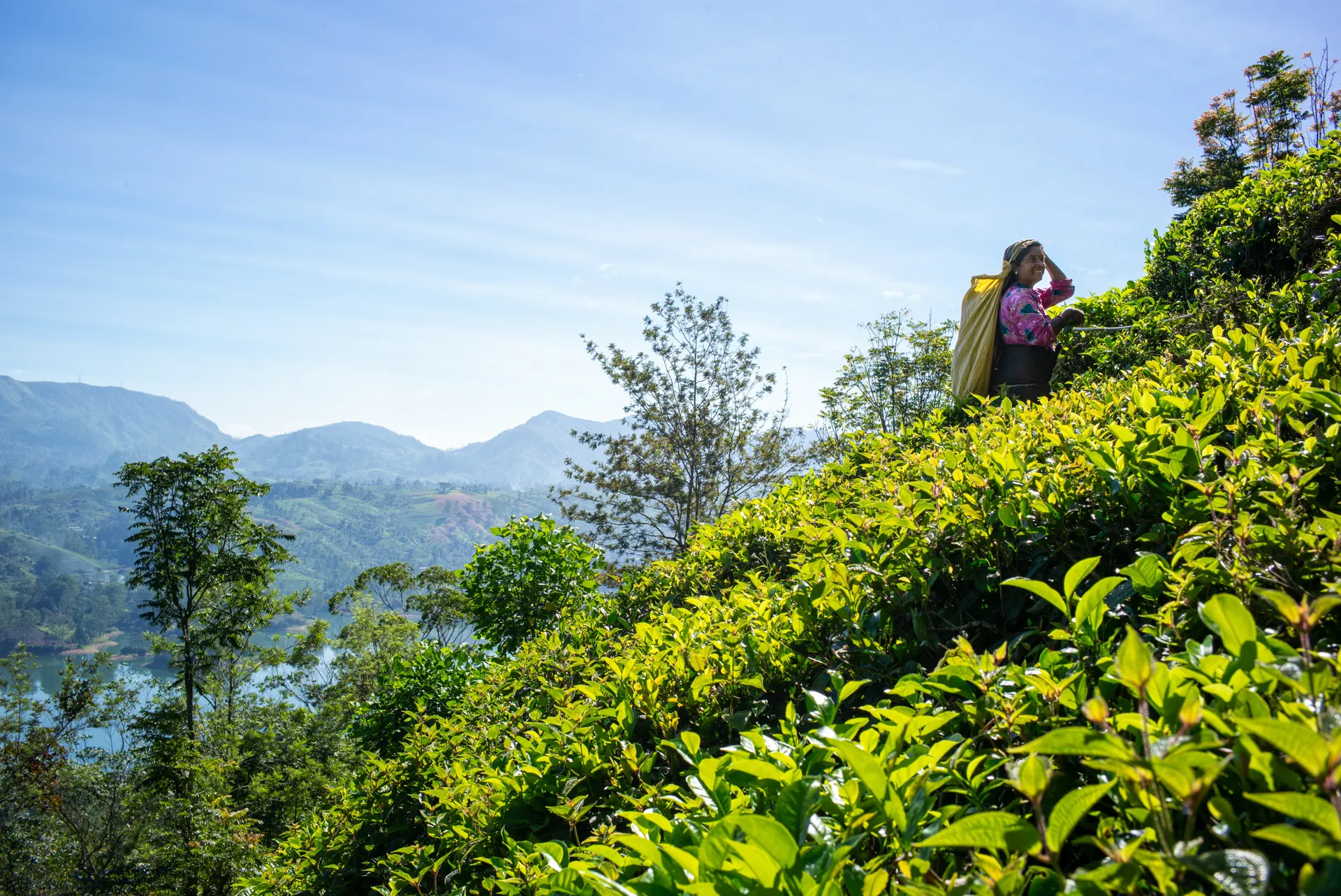 View of the hills of the Dunkeld tea estate with a tea picker at work