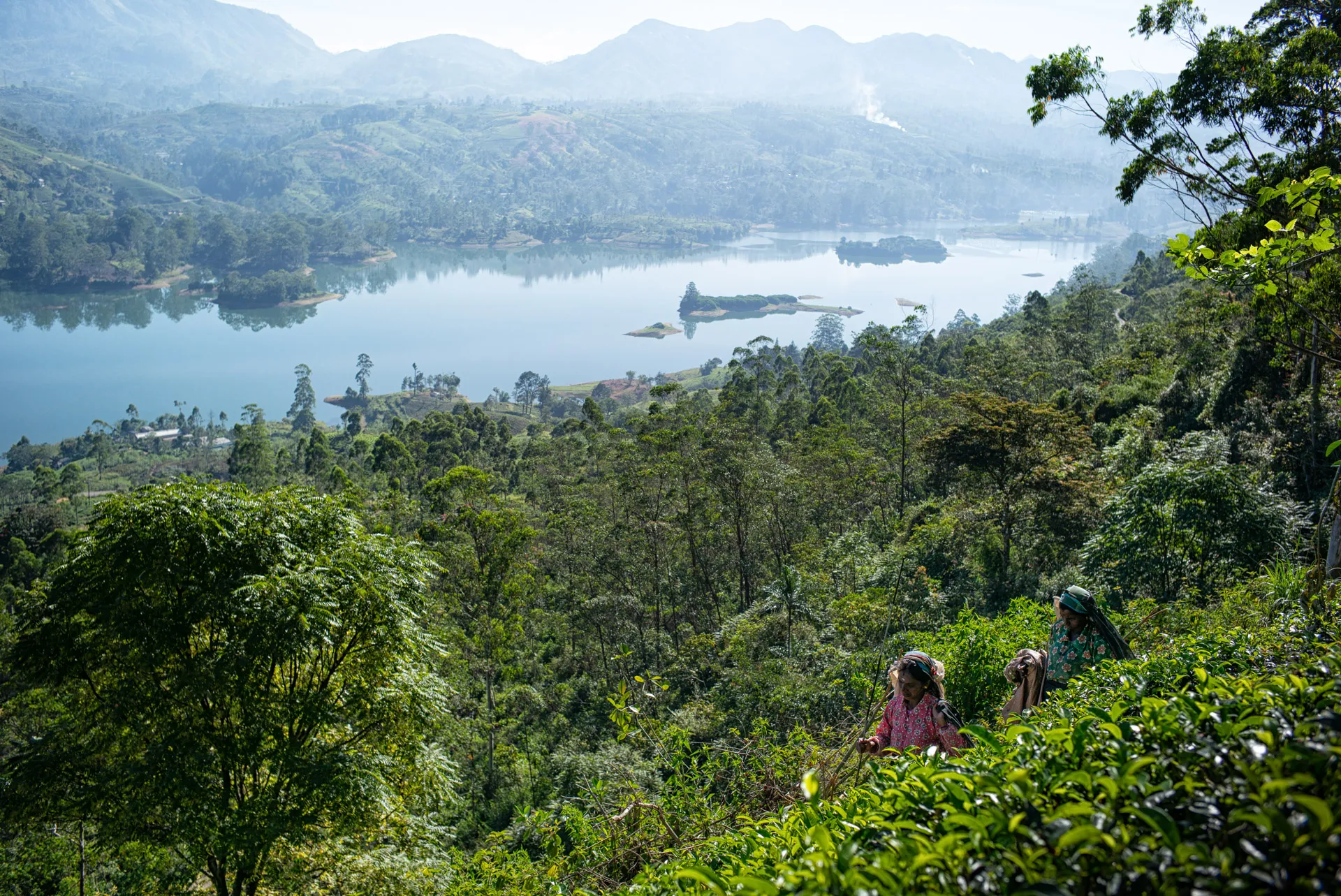view of Dunkeld's tea garden and lake, with two tea-pickers working