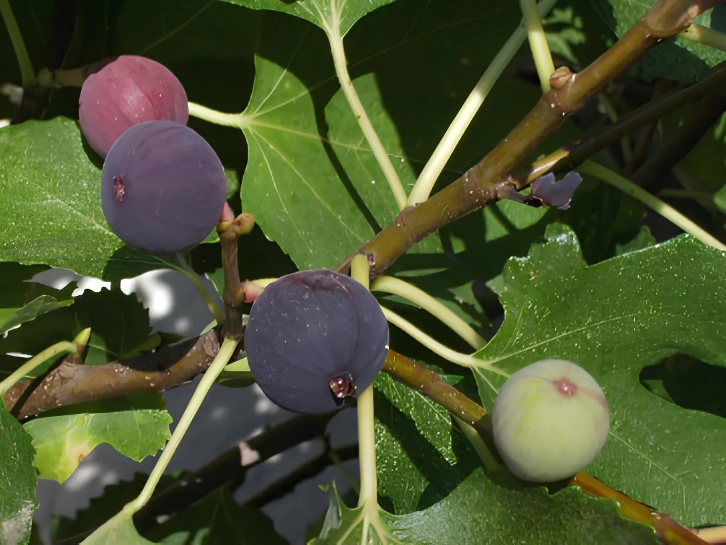 fig fruits hanging from a fig tree