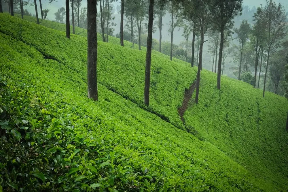 View of the hills of the Holyrood tea estate