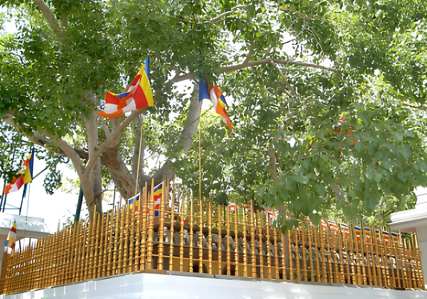 Bodhi sacred fig tree