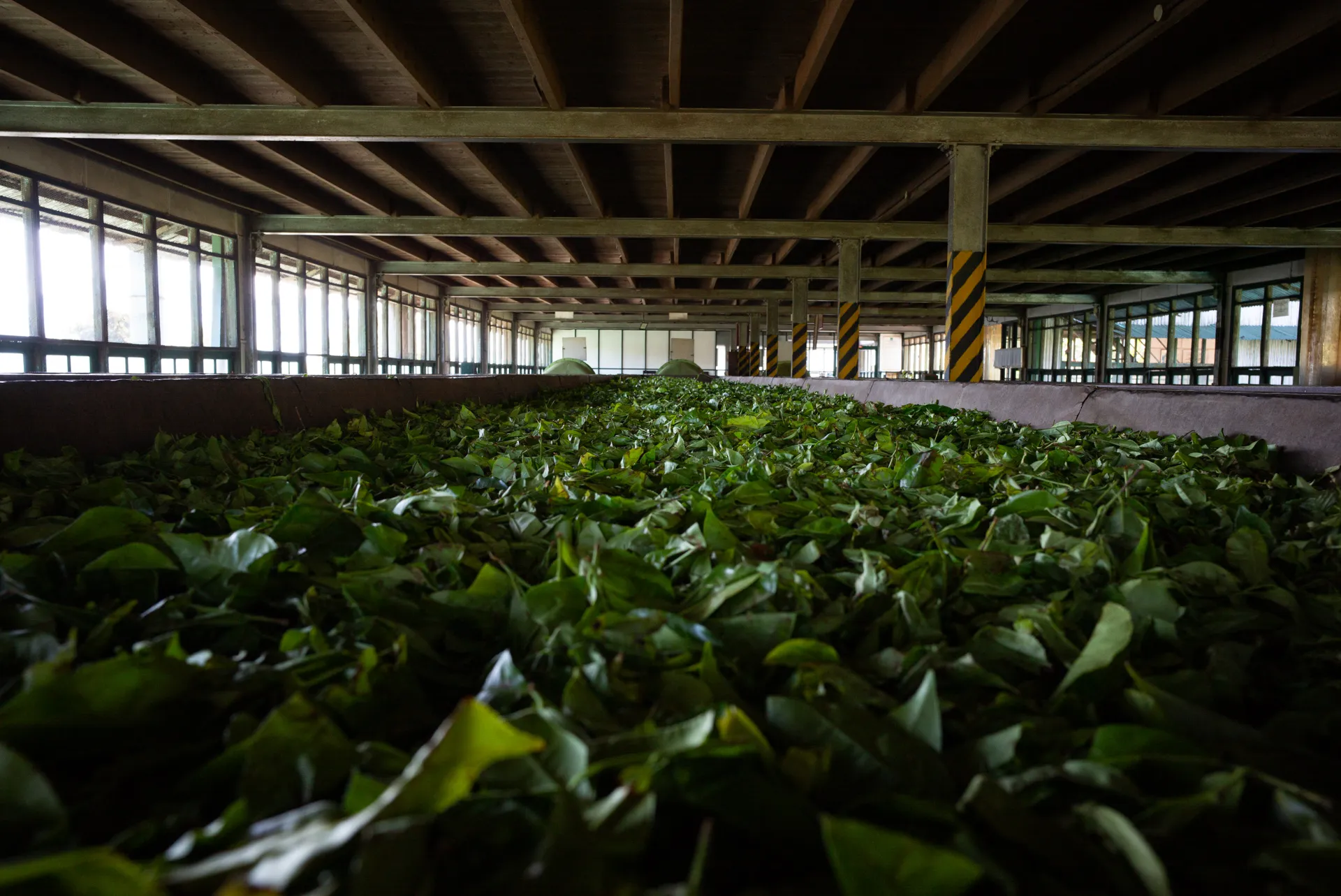 tea leaves at the Dunkeld factory 