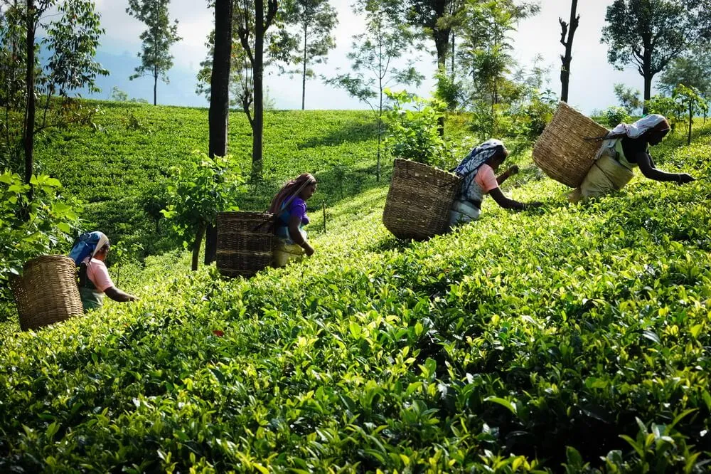 tea pickers in the tea fields at Mattekelle tea estate