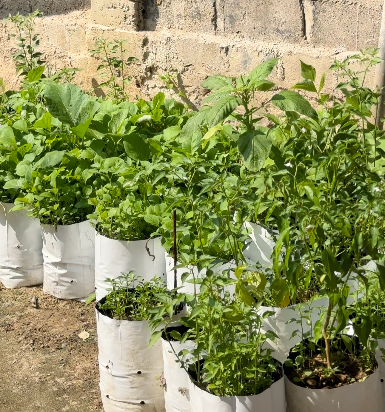 Plants potted in upcycled plastic bags at Dilmah Conservation