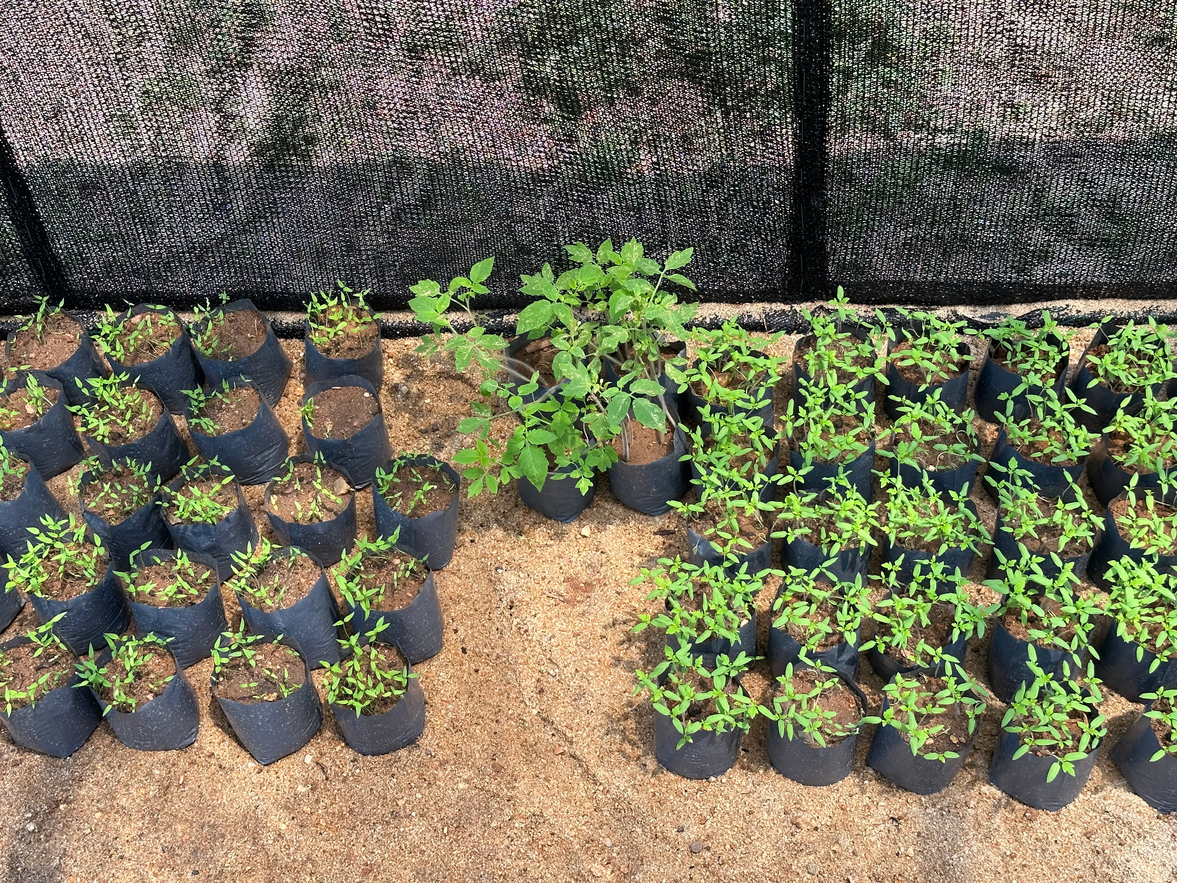 plants to give out to the community, from the plant nursery by Dilmah Conservation