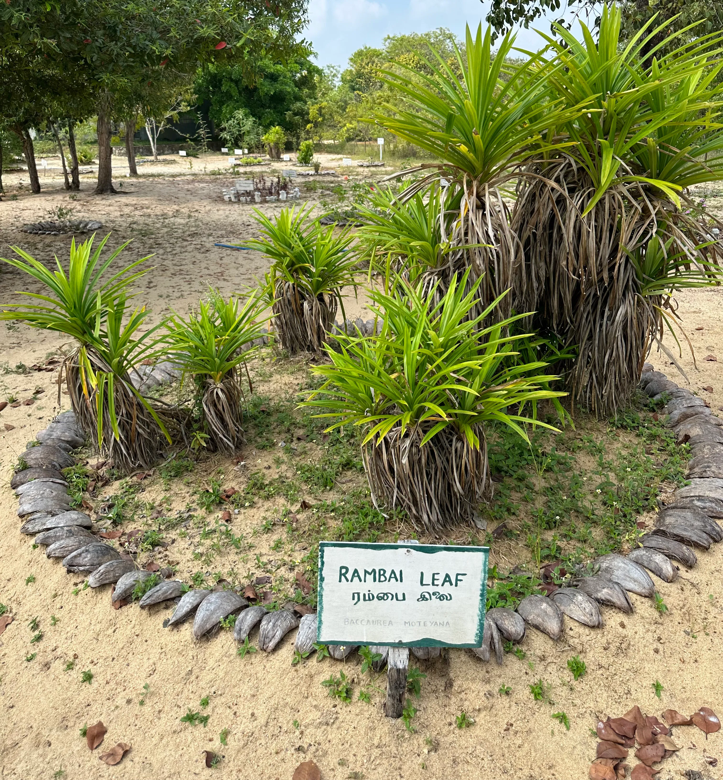 Pandanus-Pflanze bei Dilmah Conservation