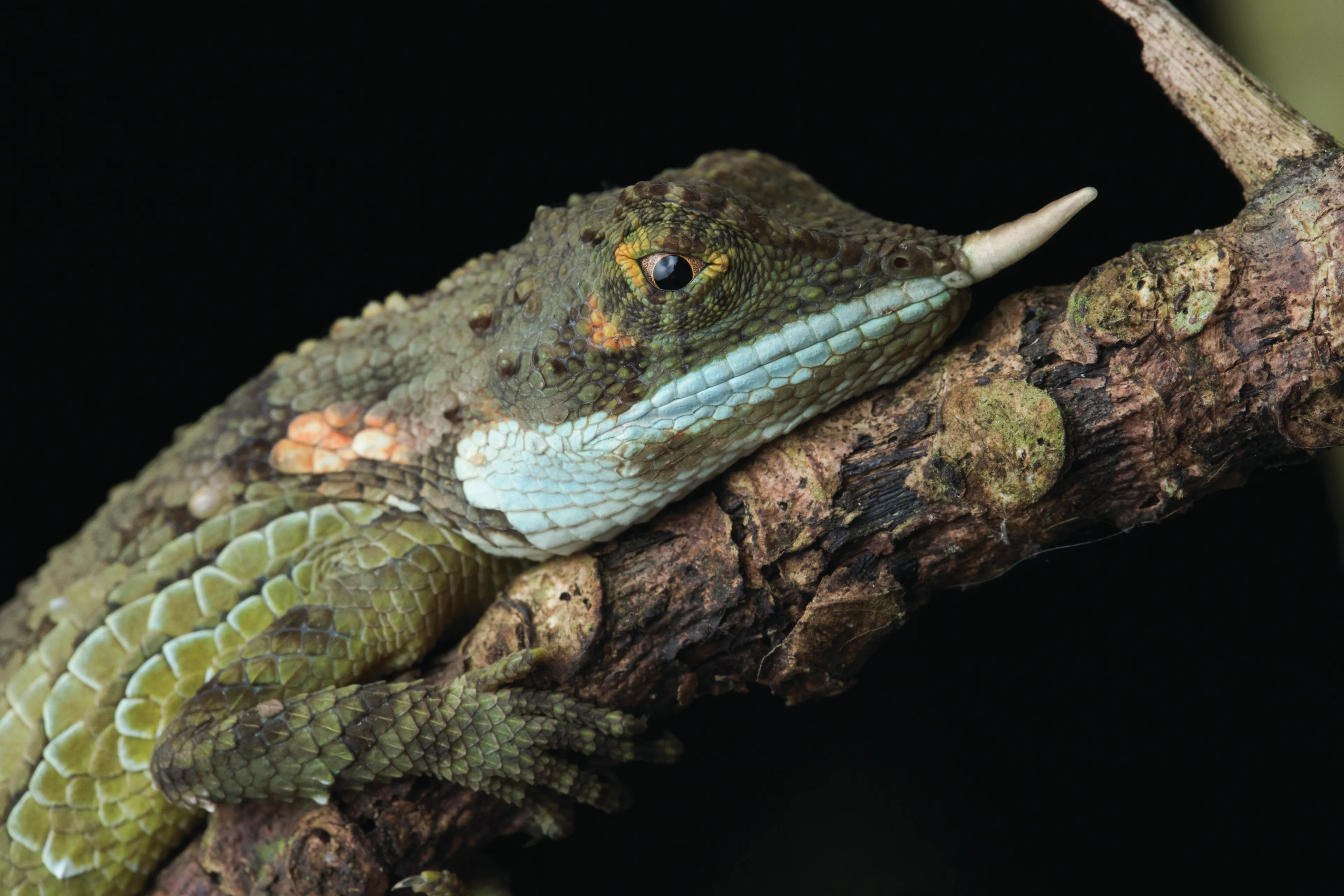 reptile-dilmah-conservation.jpg