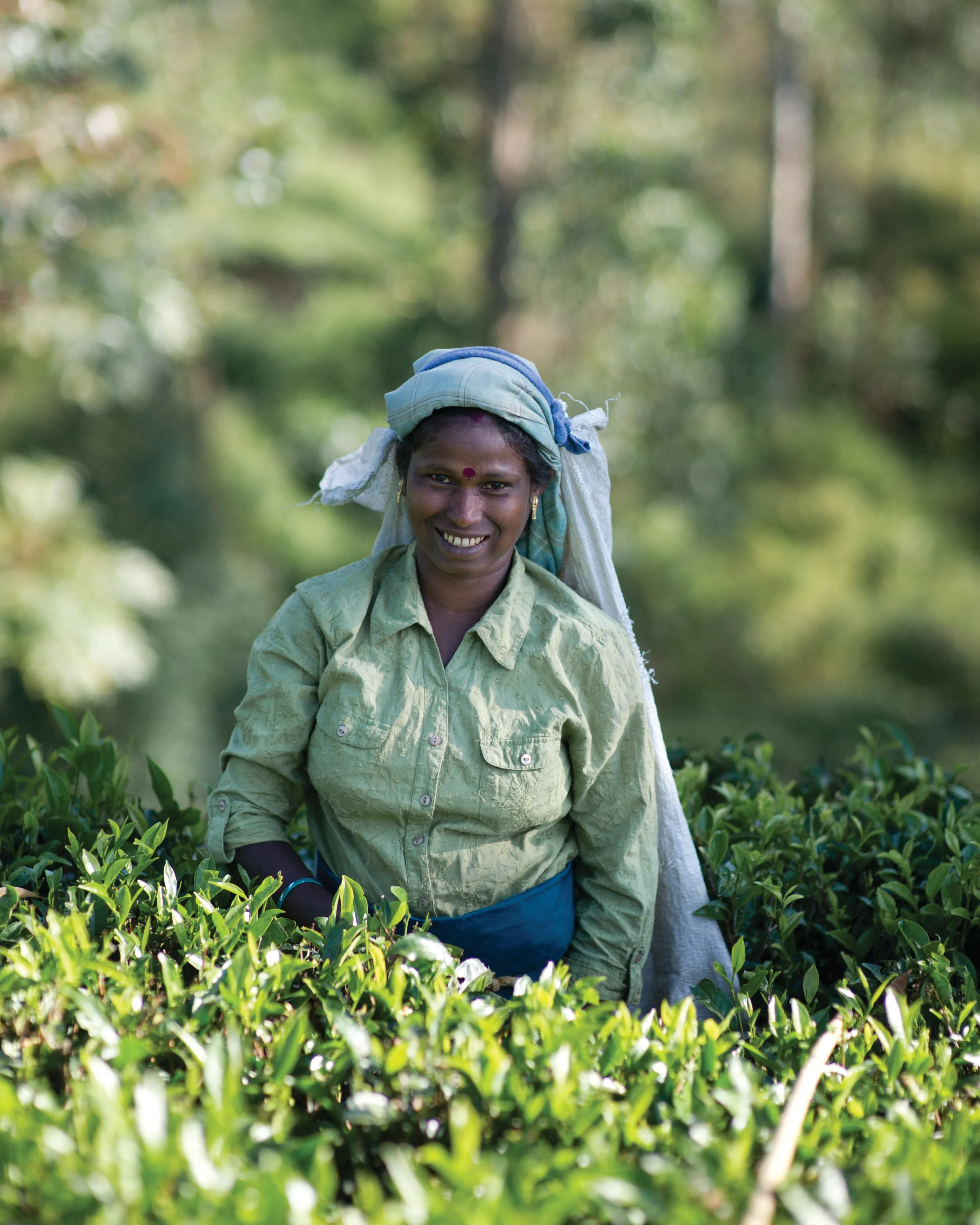 smiling tea picker at work in the tea garden