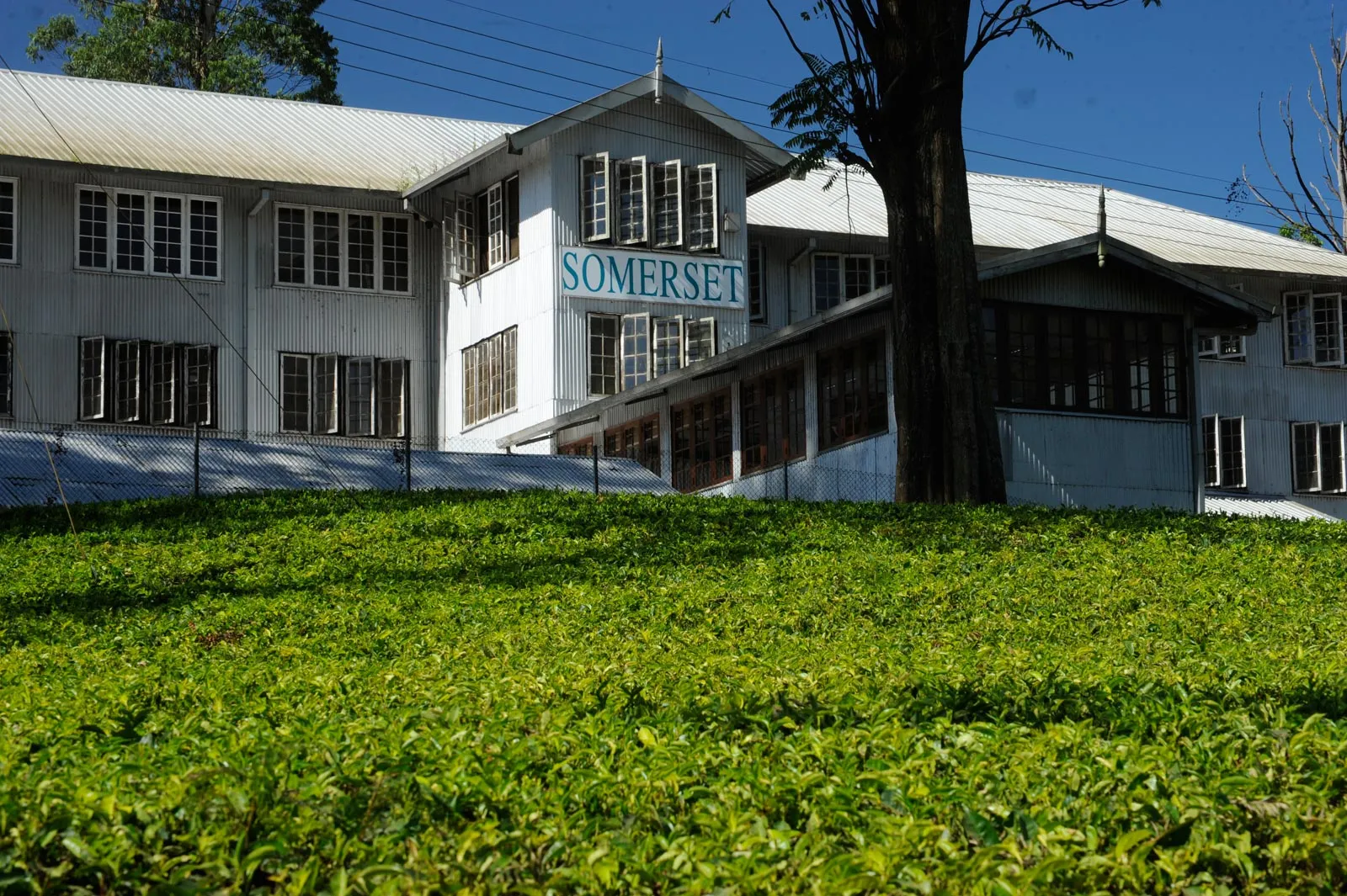 view of the tea factory at the Somerset Tea Estate