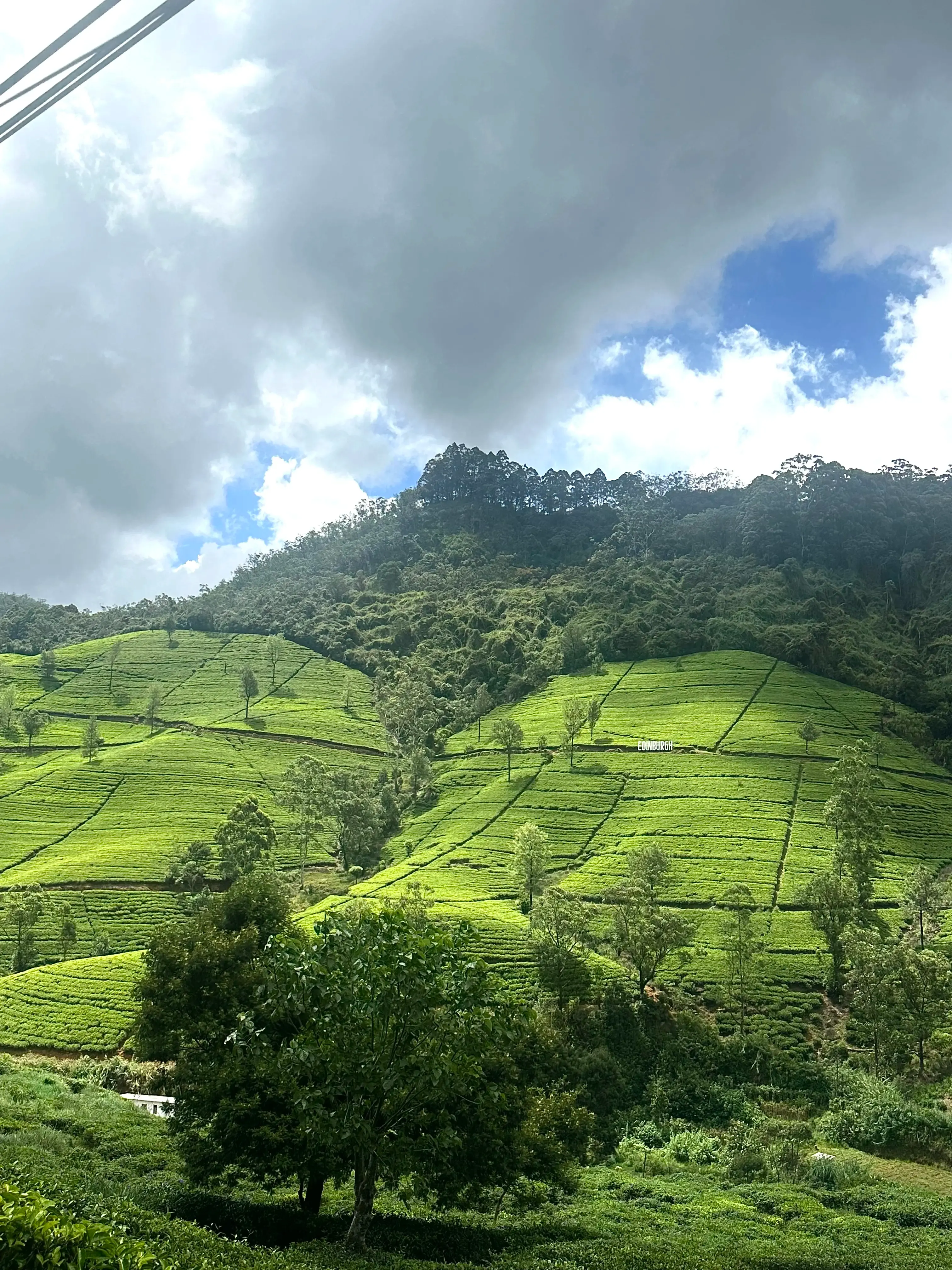 sri-lankan-hills-nature-tea-fields.webp