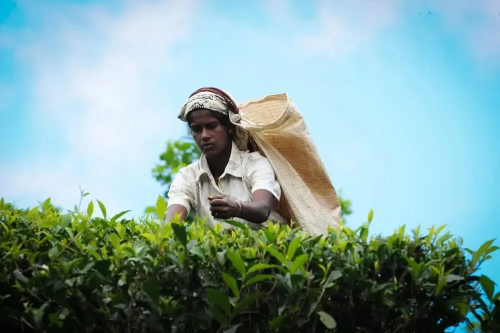 Women picking tea at a tea estate in Sri Lanka