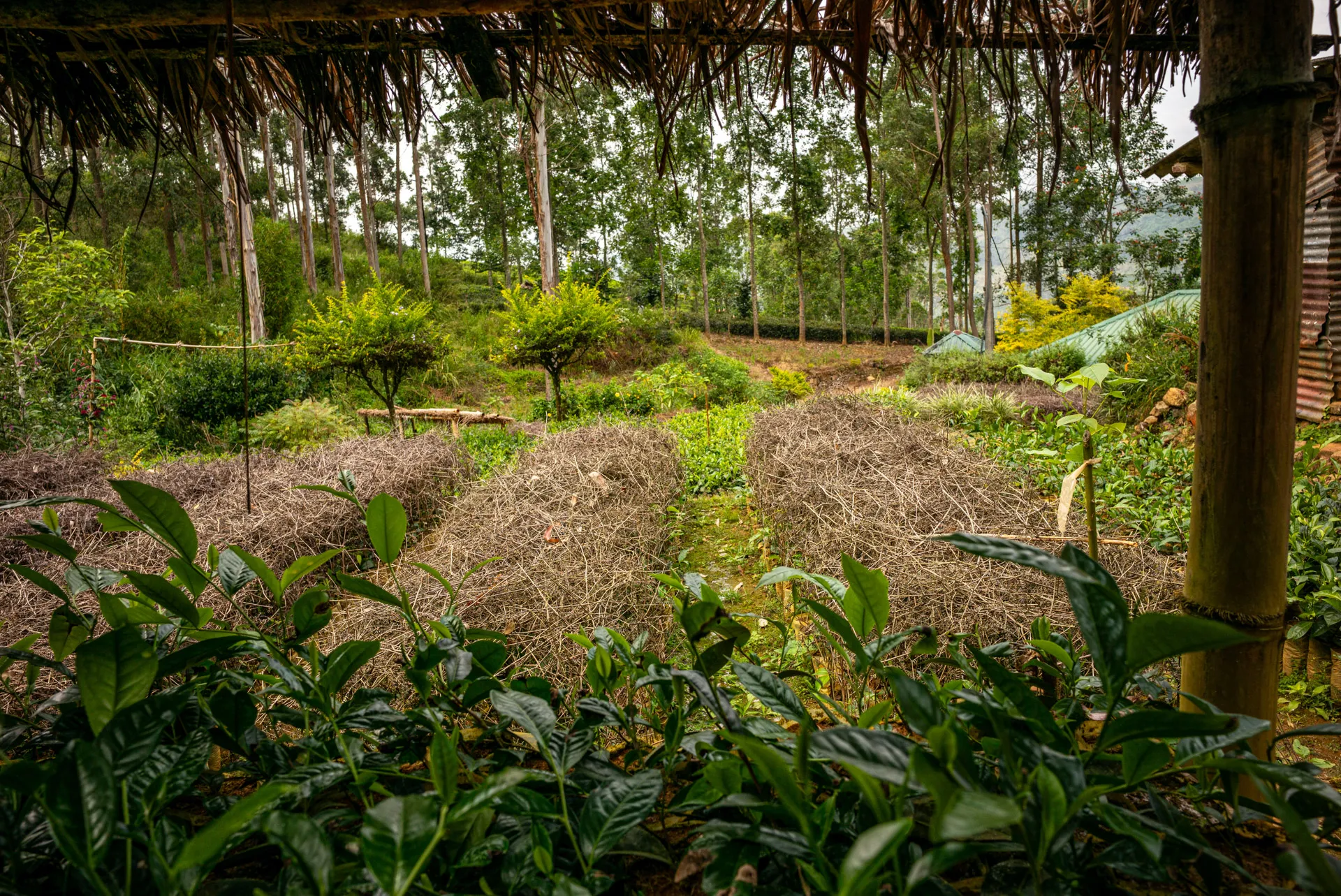 uitzicht over de thee plantage bij Dunkeld