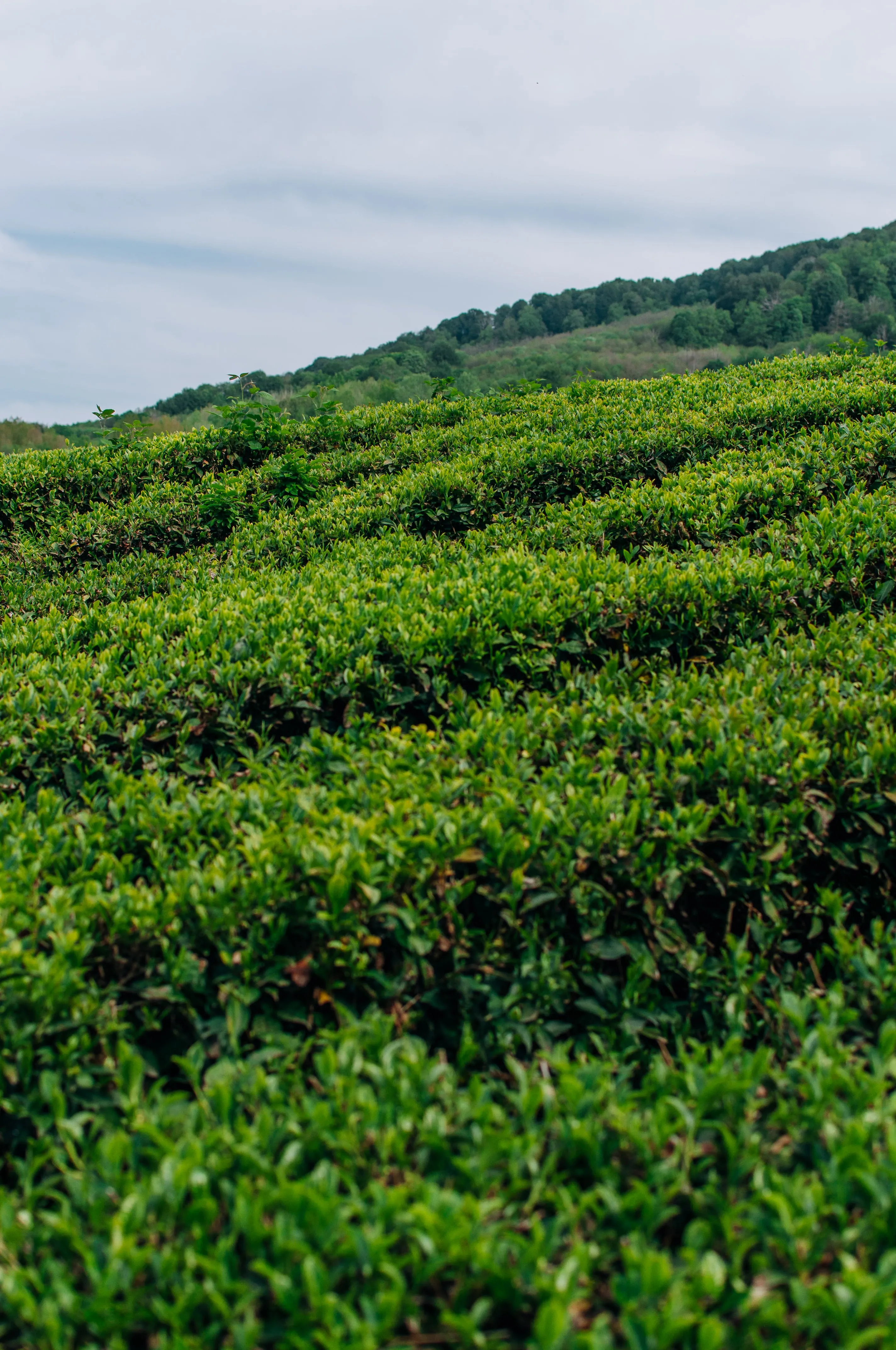 view of tea plants in a tea garden with hills in the background