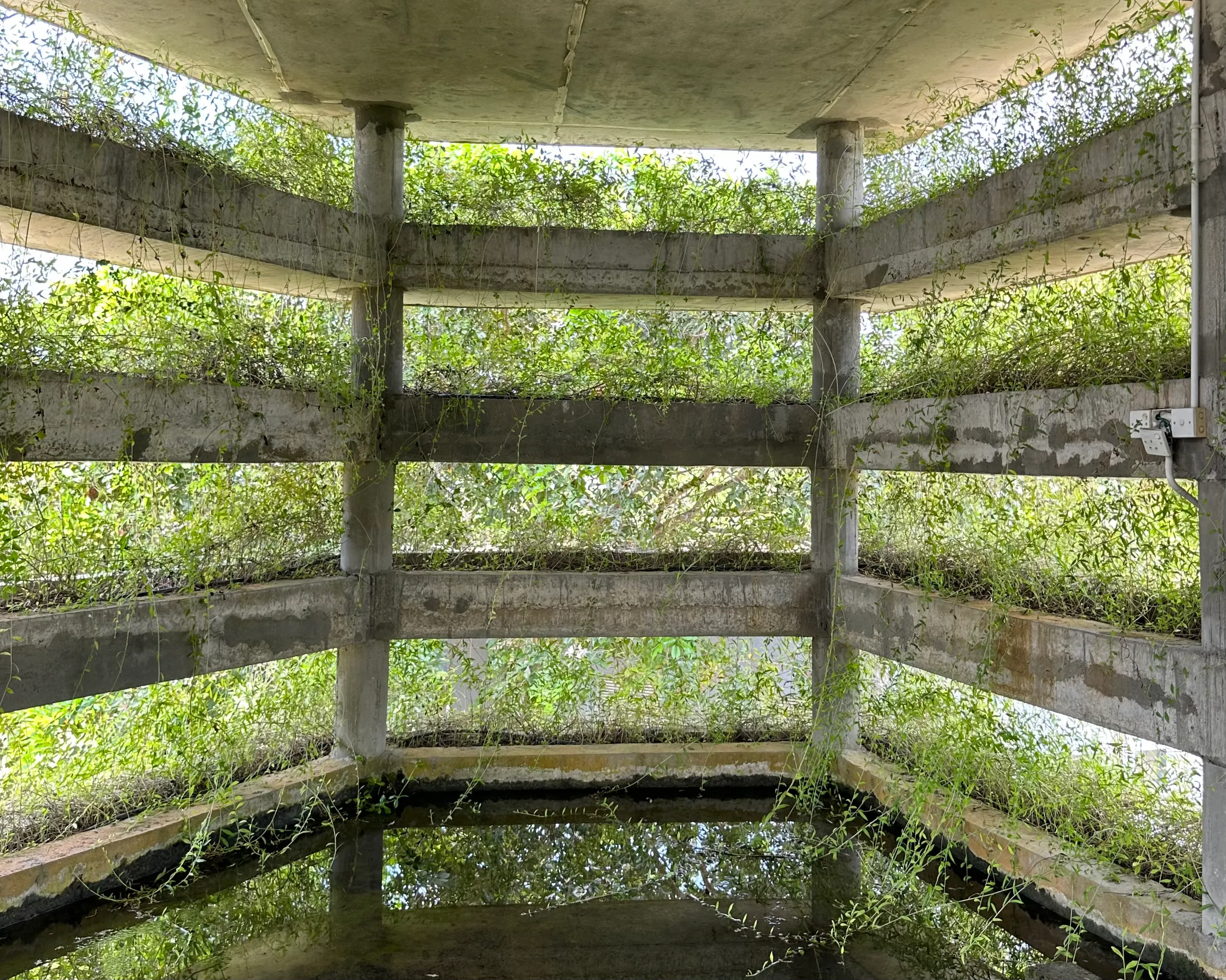 Blick aus dem Inneren des Grün-Wassertanks von Dilmah Conservation